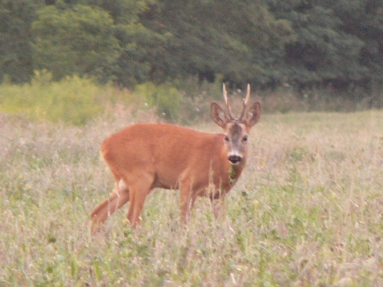 bola som nežiadúca v teritoriu!