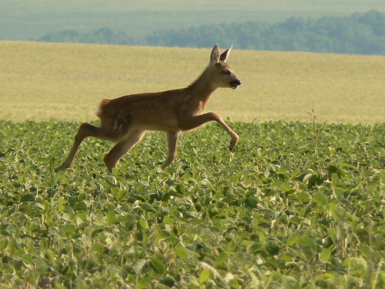 hľadajúce matku