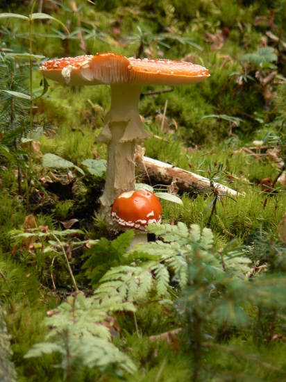 muchotrávky z machovej stráne