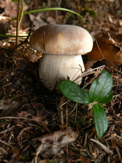 učupený pri chatke