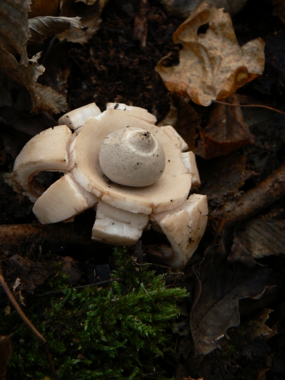 hviezdovka červenkastá