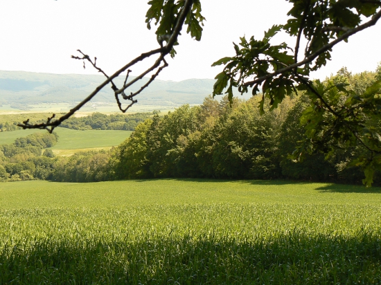 ..v tieni