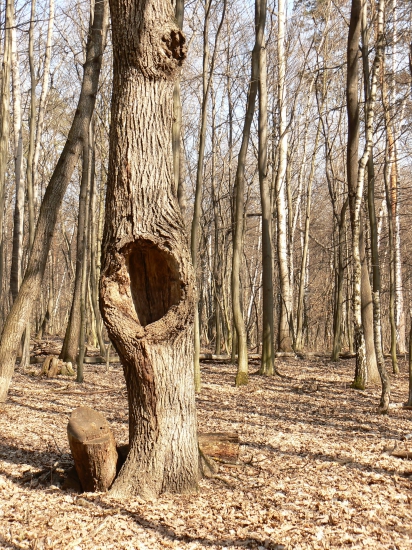riadny  kráter!