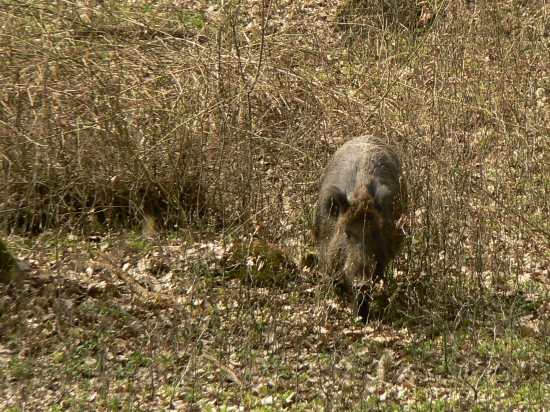 naproti..