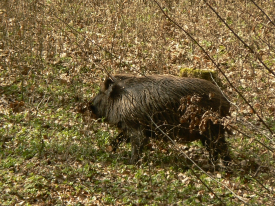 diviačica-usilovná budúca matka