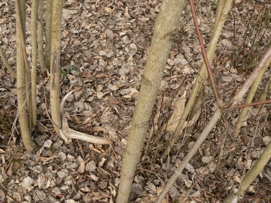 zasypaný lístim prečkal zimu