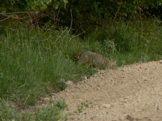Dokumentačná-divý kocúrik