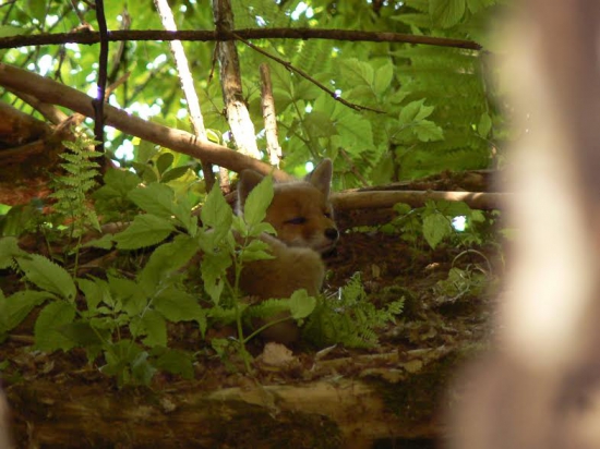 prosím nerušiť,spinkám!