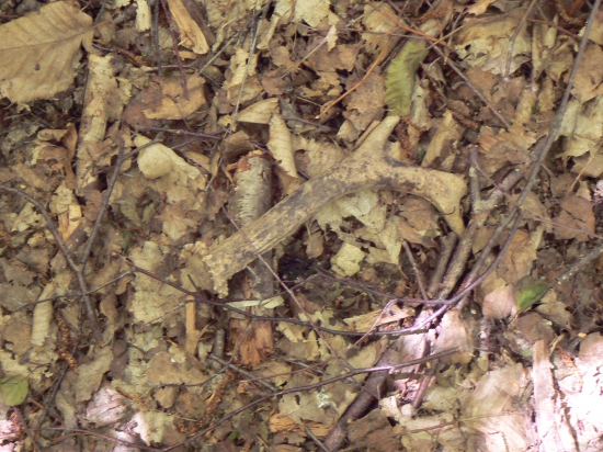 opäť len postarší