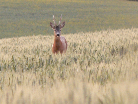 -vzájomné pohľady-