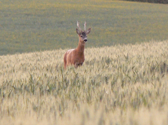 stretnutie s fešákom..