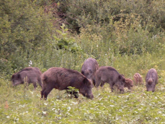 rodinka