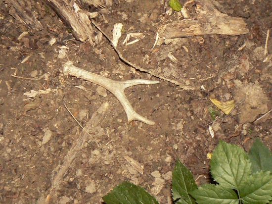 opäť sa pošťastil postarší