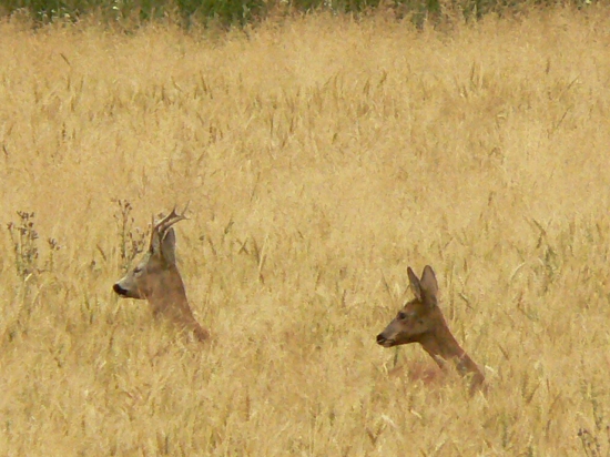 drahý neodchádzaj!