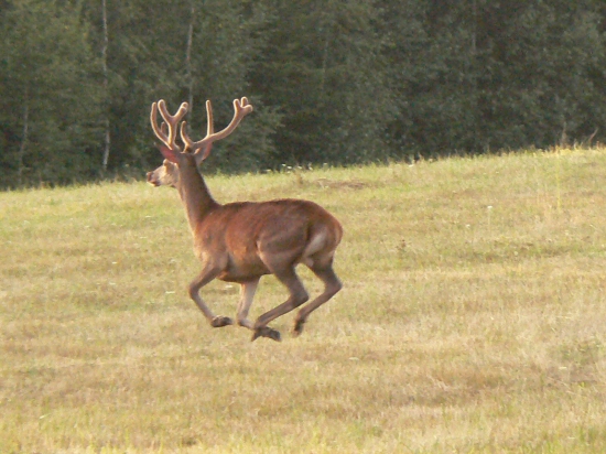 ...pri jeleňom tréningu