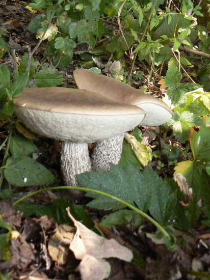 duo-zázrak tohto leta