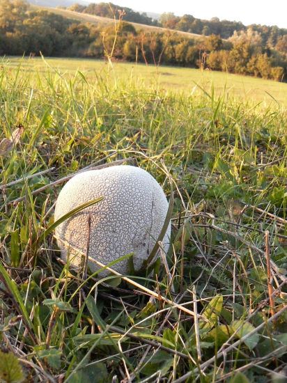 v podvečer na lúke