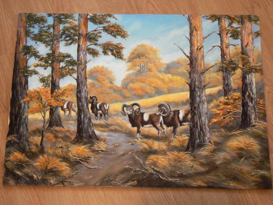 lesným chodníkom-mufloni