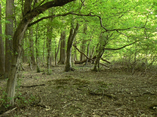 pohľadnica lesa-zeleň
