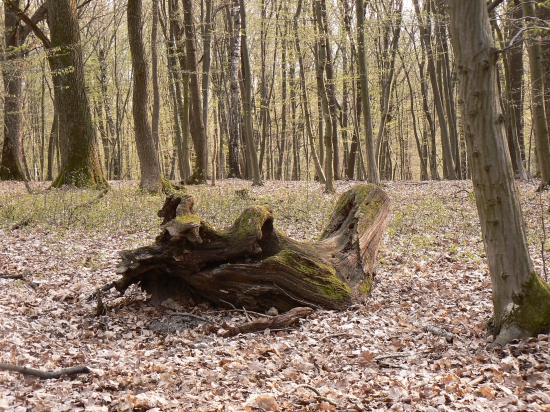 vývrat 