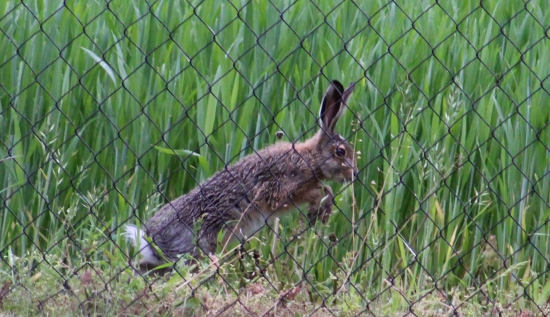 Hop-Cup!