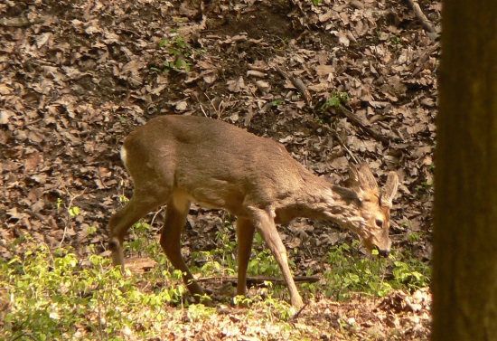srnček