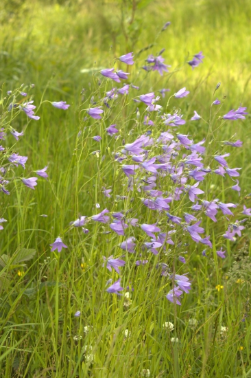 očarujúce zvončeky