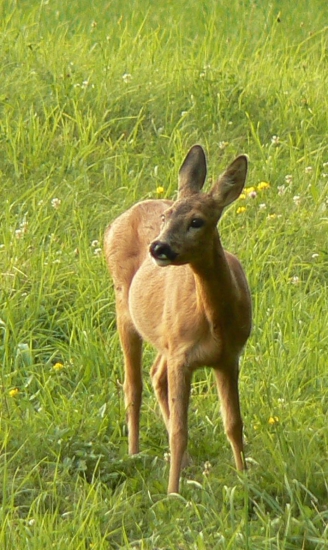 pozorná