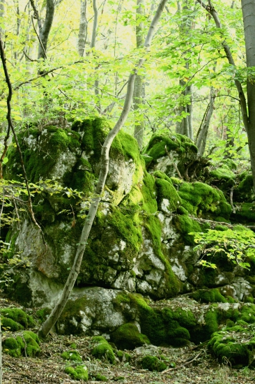 -piršovanie-