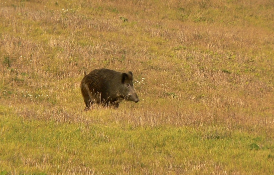 kanček