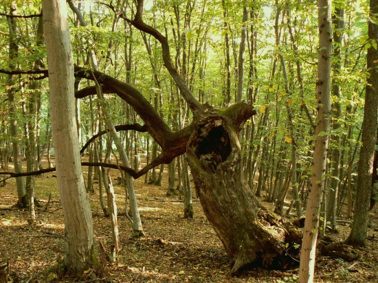 životná púť u konca
