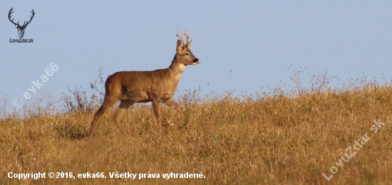 jazyčisko!