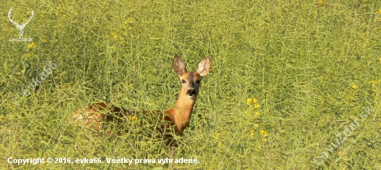 vzájomné pohľady