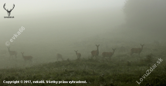 jeleničky v hmle