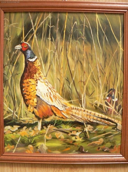 bažant polovný-olej