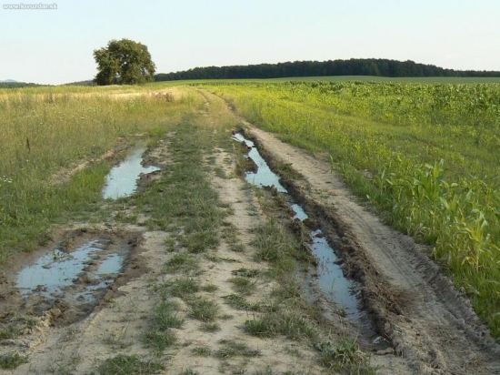 cesta k osamelemu stromu