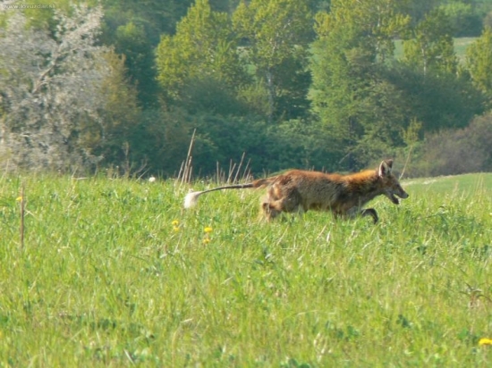 líška-prašivá