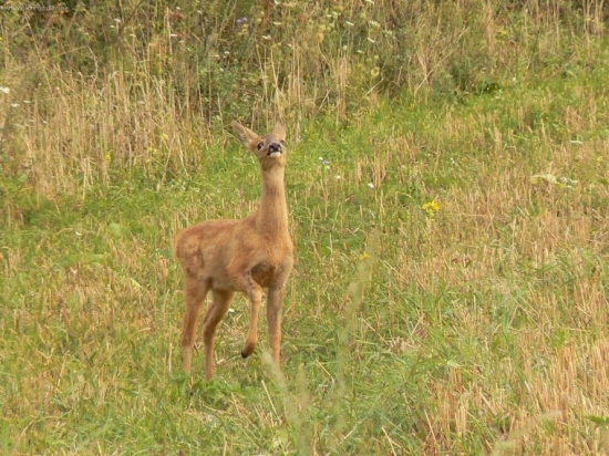 srnča