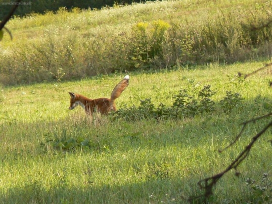 líška
