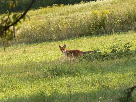 líška