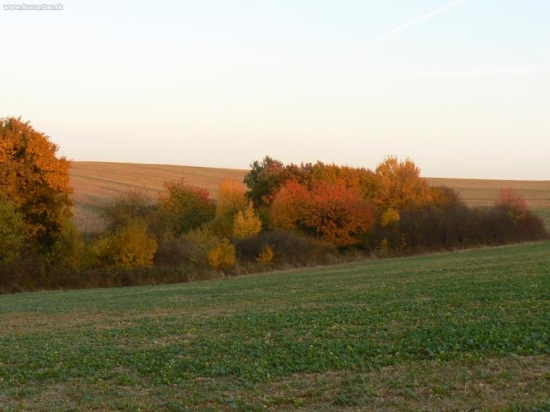 čaro jesene