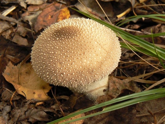 prášnica bradavičnatá