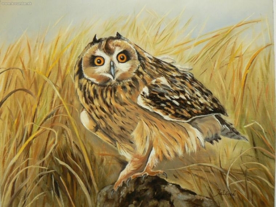 myšiarka močiarna-olej