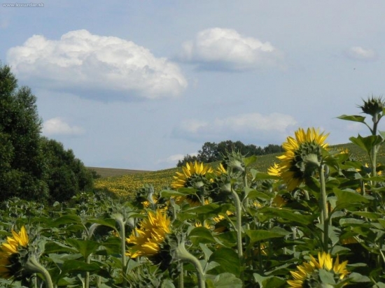 slnečnice