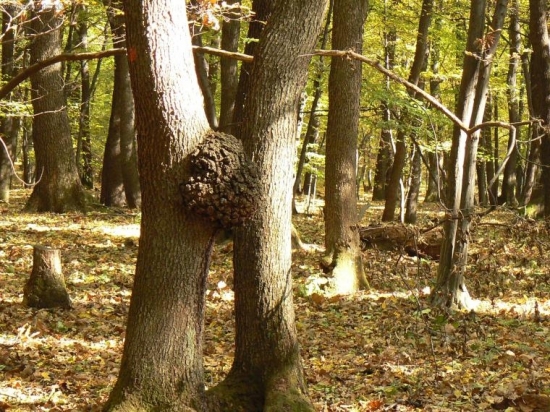 navždy spolu