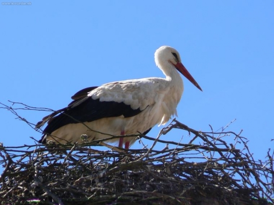 bocian biely na hniezde