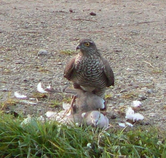 jastrab krahulec na koristi