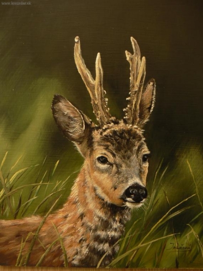 portrét srnca-olej 30x35