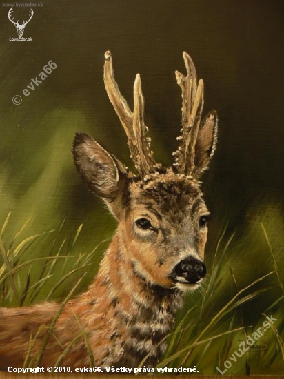 portrét srnca-olej 30x35
