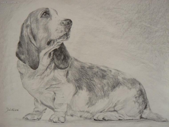 basset- ceruza 40x30cm